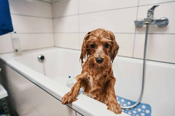 Why grey tiles are the ideal choice for pet owners ?